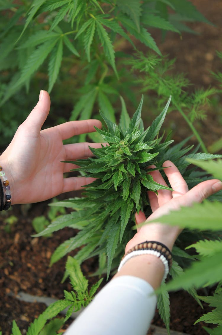 Growing Hemp In Field