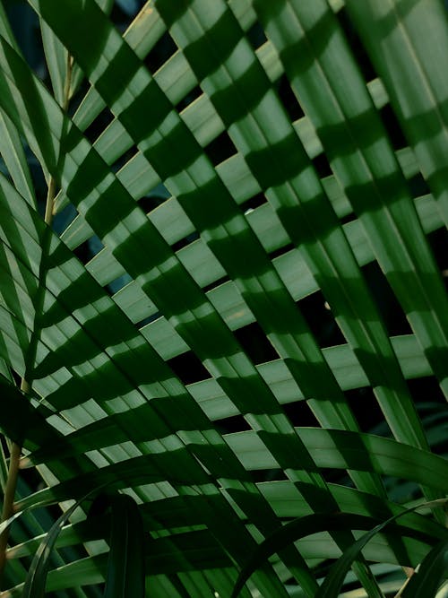 A Close-Up Shot of Green Leaves of a Palm Plant