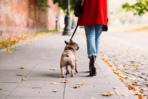 Person in Blue Denim Jeans Walking With Brown Short Coated Dog on Sidewalk
