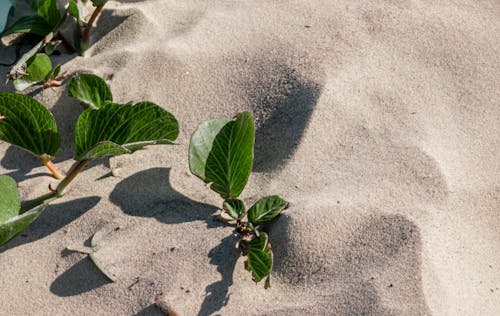 Foto profissional grátis de areia, beach, folha verde