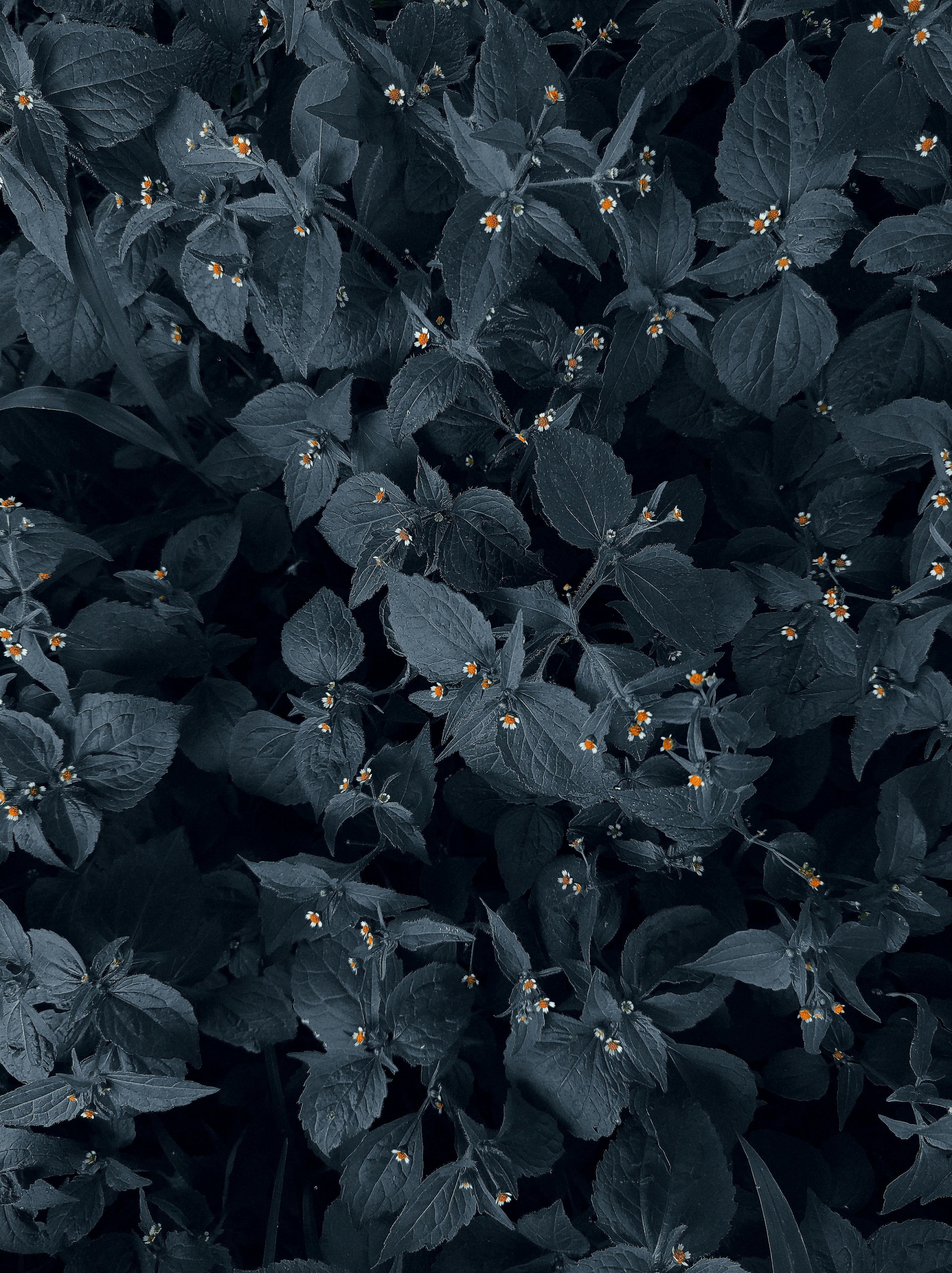 Flat lay of dark green foliage with small flowers, capturing natural beauty in Brazil.