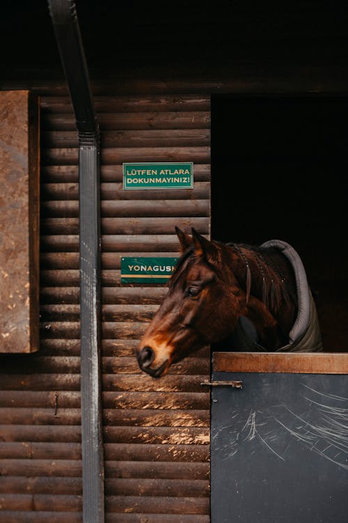 Fotos de stock gratuitas de animal, caballo, crin