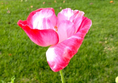 Immagine gratuita di fiori di papavero