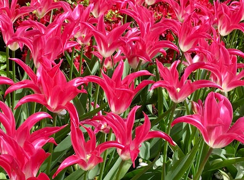Free stock photo of flowers, tulips