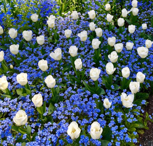 Immagine gratuita di fiori di tulipano