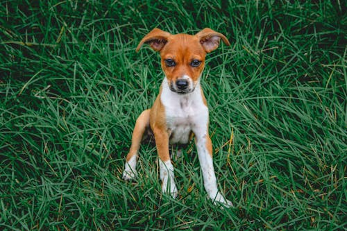 Free Close Up Photo of Puppy on Grass Stock Photo