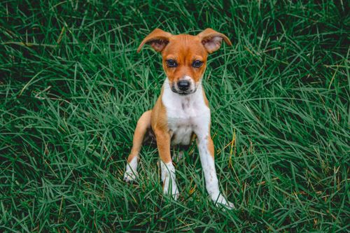 Free Cute rat terrier puppy sitting on lush green grass, looking at the camera. Stock Photo