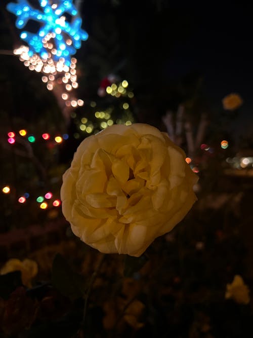 Fotos de stock gratuitas de flor, Navidad