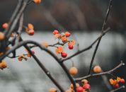 Close-up Photo of Oriental Bittersweet Plant