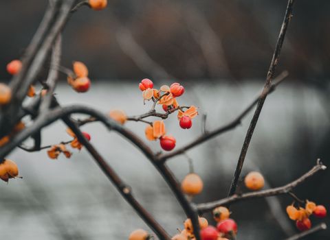 Close-up Photo of Oriental Bittersweet Plant 