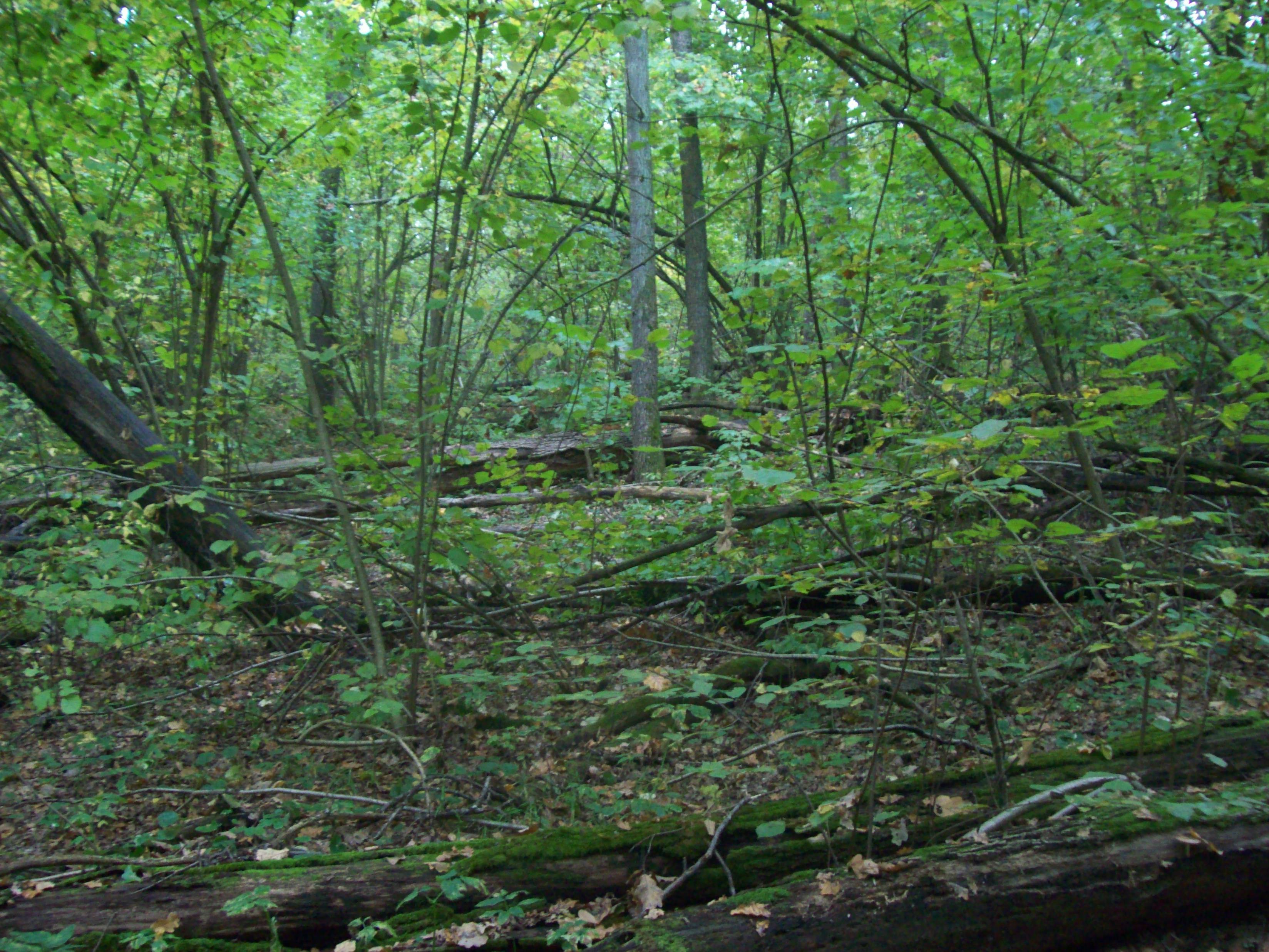 Mediterranean table with bread, olives, salad and olive oil