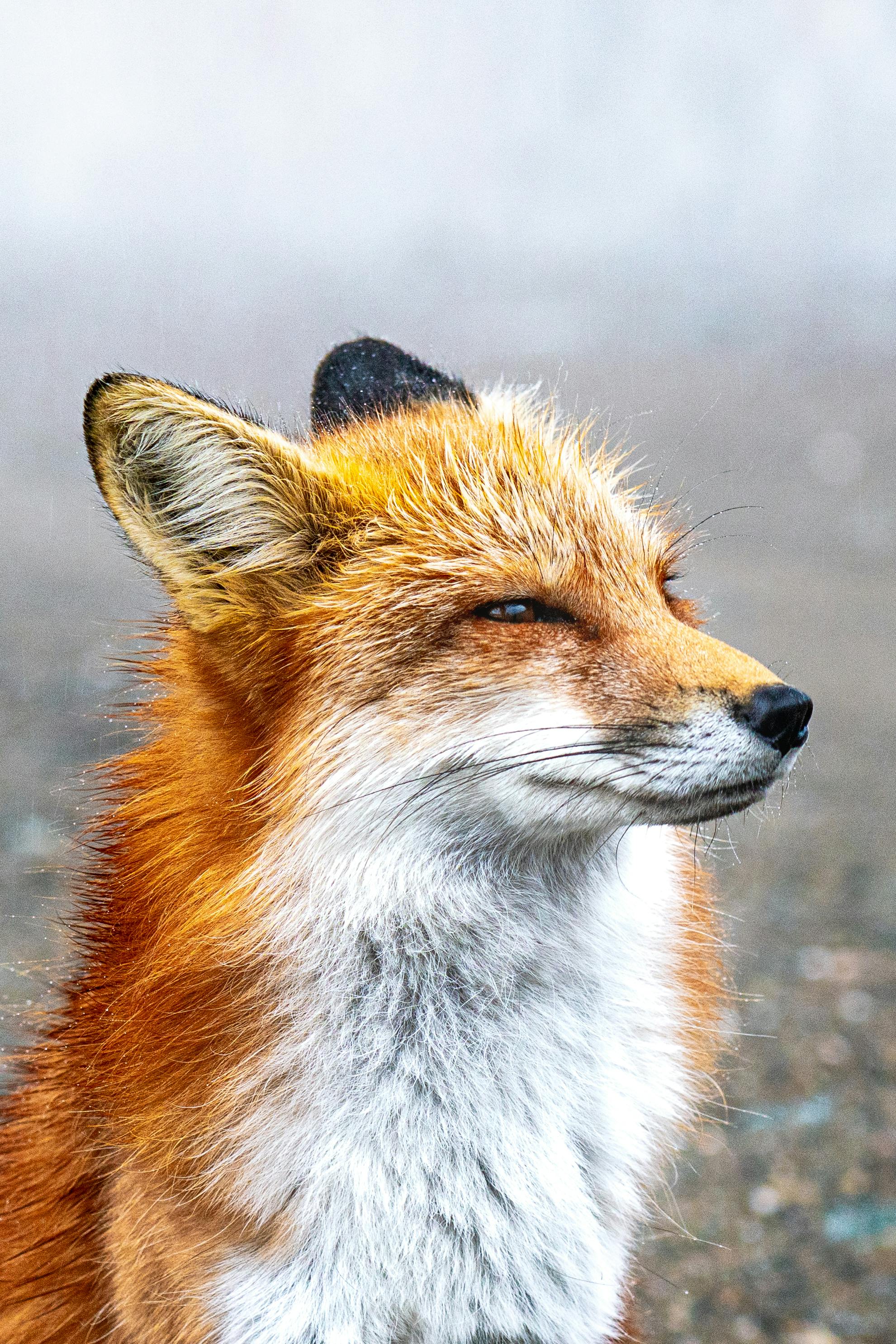 323351 Red Fox 4k  Rare Gallery HD Wallpapers