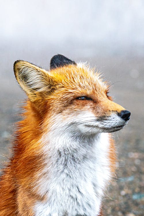 A Squinting Red Fox