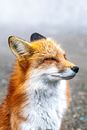 A Squinting Red Fox