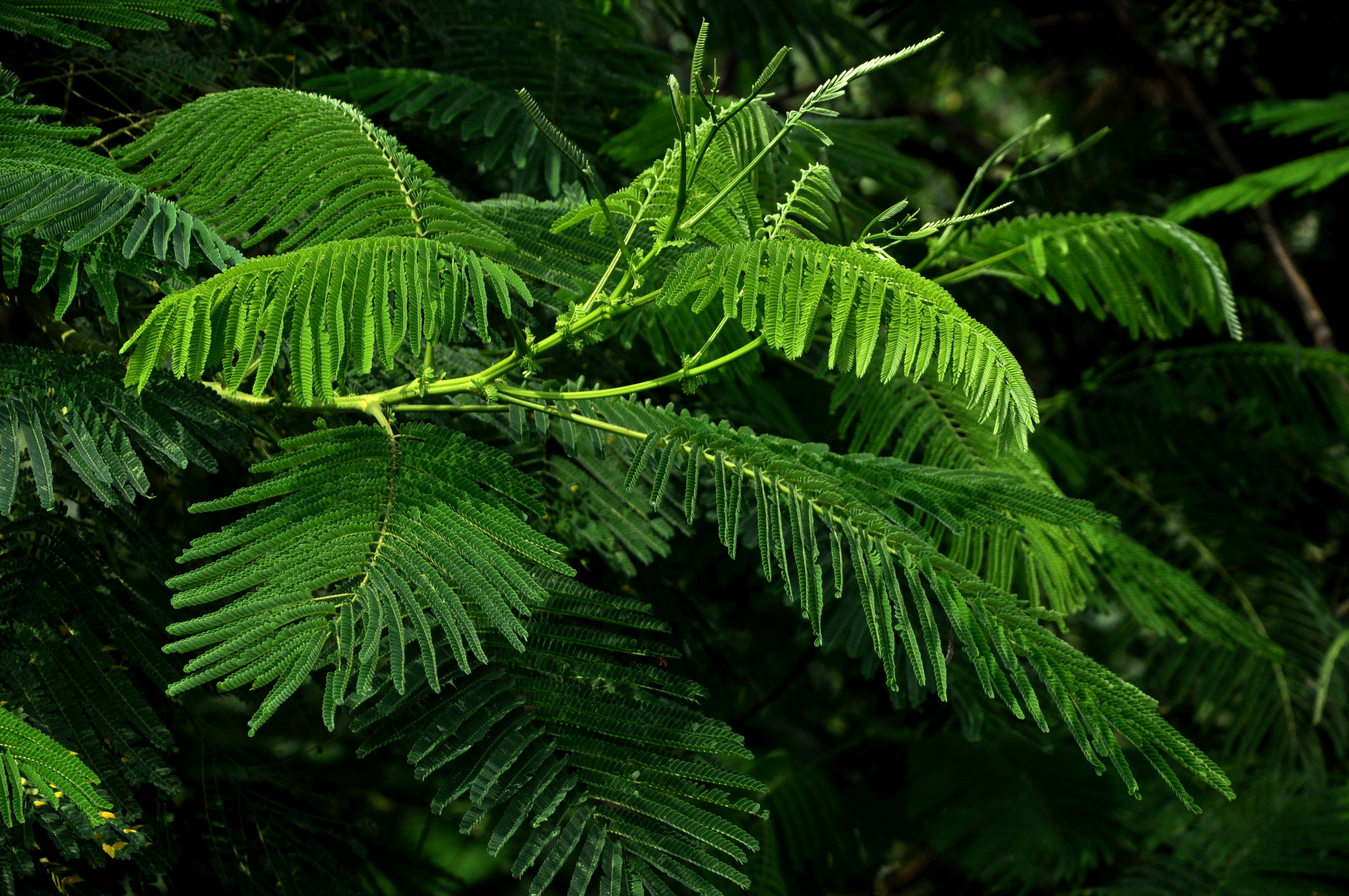 Vibrant close-up of Senegalia pennata leaves showcasing their unique texture.