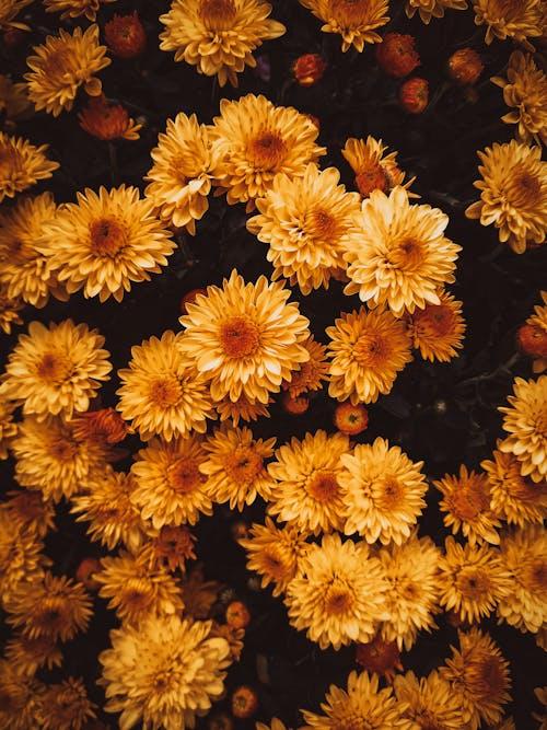 Základová fotografie zdarma na téma chryzantémy, kompozice, květiny