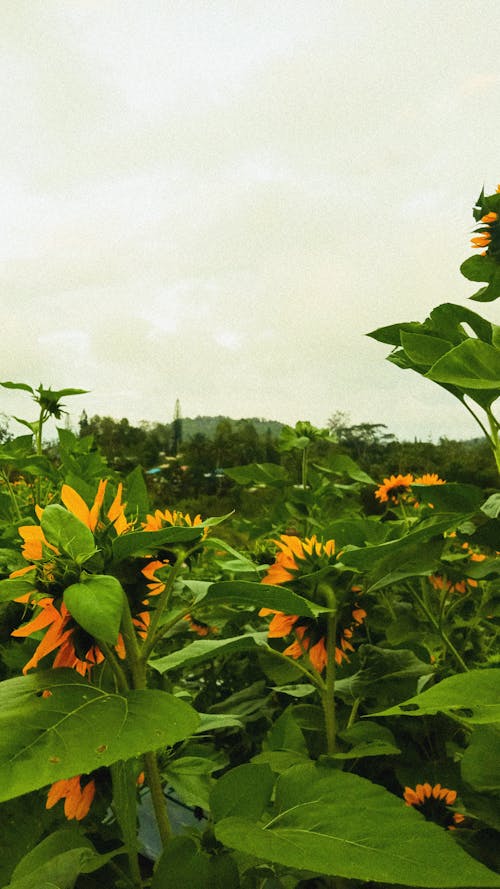 Free stock photo of field, nature, sunflower Stock Photo