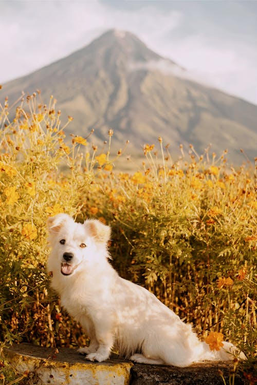 A  White Dog in a Field