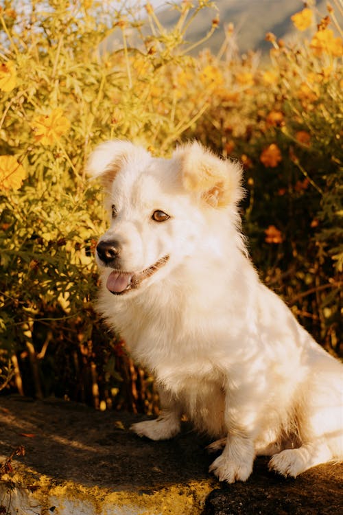 A White Dog Sitting on a Concrete Bench