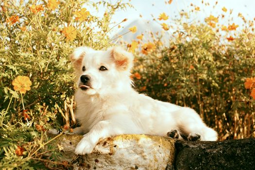 Charming white dog lying among blooming autumn marigolds in a garden setting.