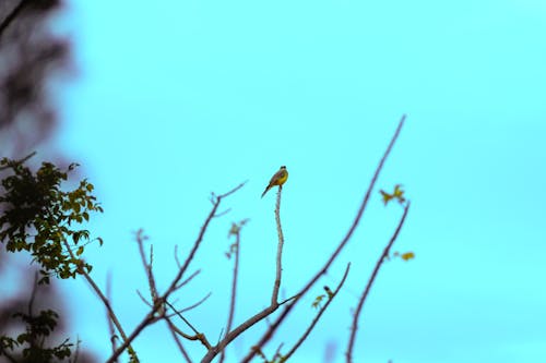 Photos gratuites de oiseaux