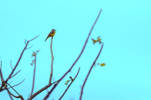 Photos gratuites de oiseaux