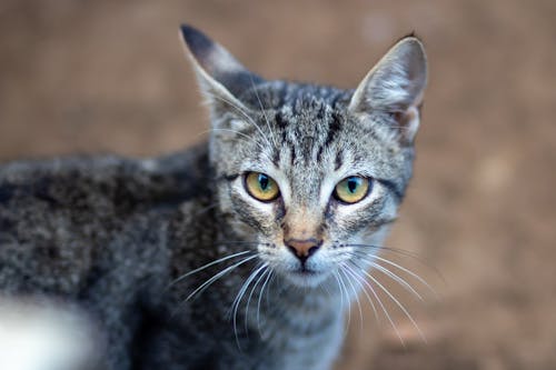 Free stock photo of blur background, cat, unsharp