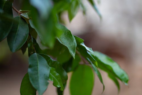 Ilmainen kuvapankkikuva tunnisteilla epätarkka, hämärtää taustaa, lehdet