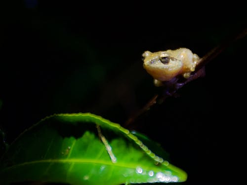 Free stock photo of frogs, valparai, wild
