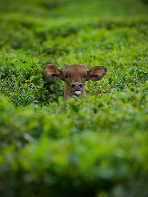 Cow among Lush Shrubs