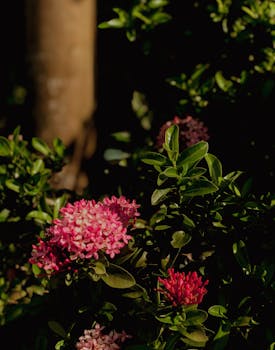 Bright pink ixora flowers nestled among lush green leaves under natural light, perfect for botanical themes.