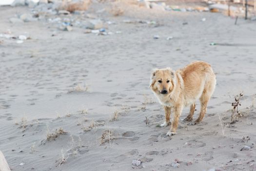 Adorable golden retriever standing on a sandy beach with footprints and debris.