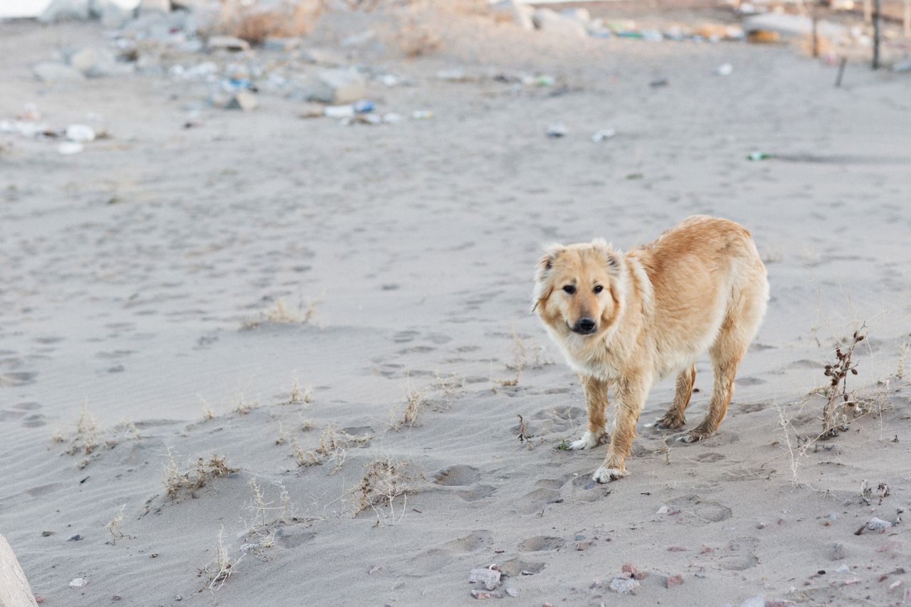adorable golden retriever standing on a sandy beach with footprints an