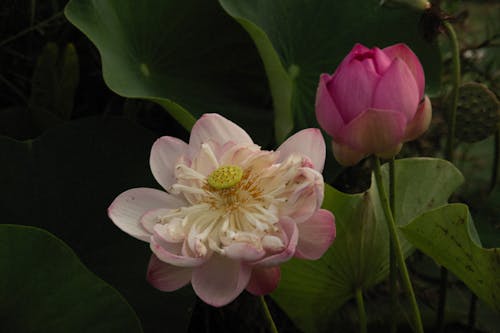 Close-up Photo of Pink Flower 