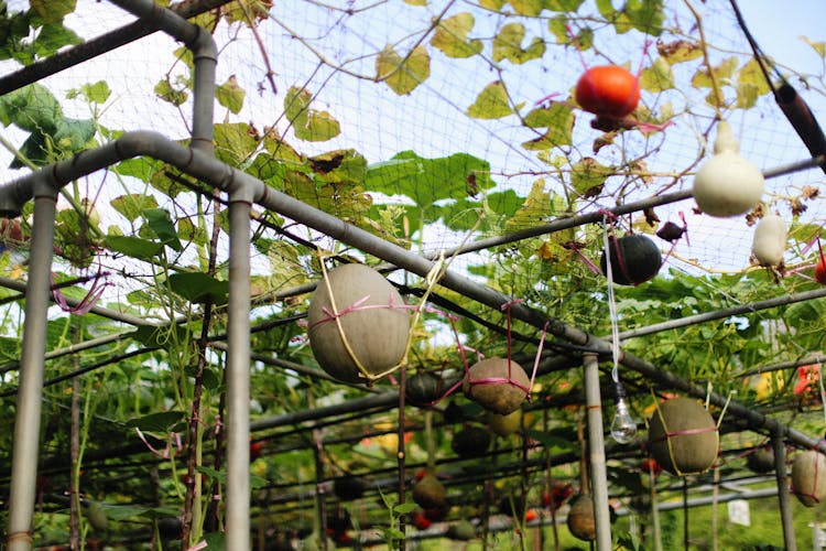 Growing Pumpkins On A Farm