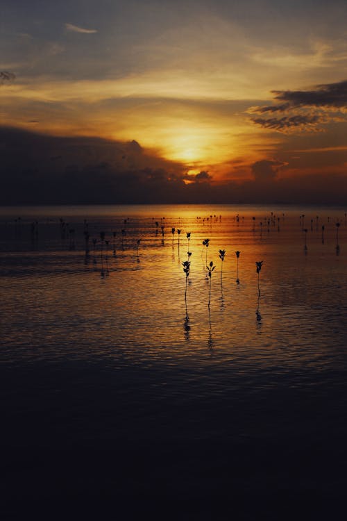 Silhouette of Plants on Body of Water during Sunset