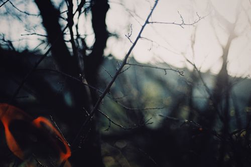 Free Blurred branches in sunlight with artistic flair, capturing a natural, serene mood. Stock Photo