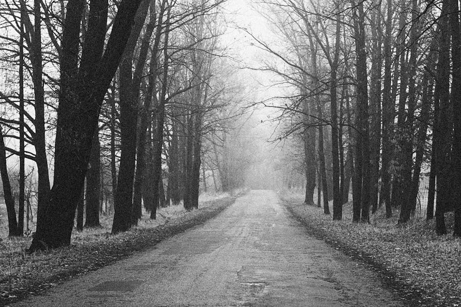 A Grayscale Photo Of A Road Between Bare Trees · Free Stock Photo