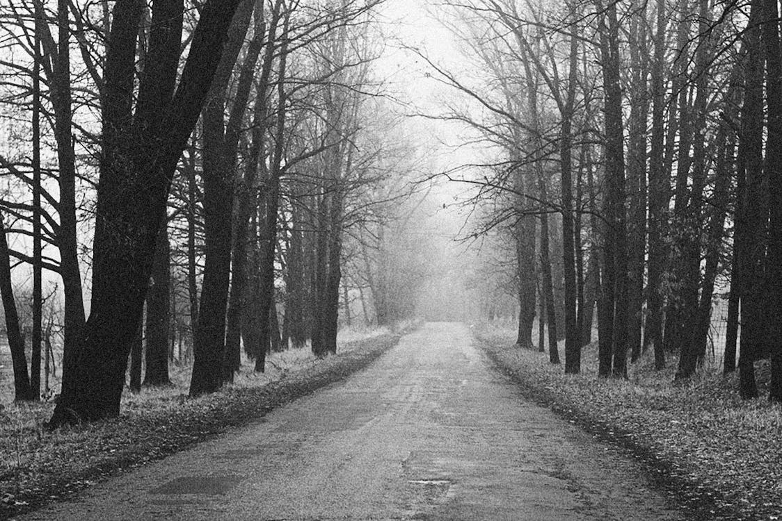 A Grayscale Photo of a Road Between Bare Trees