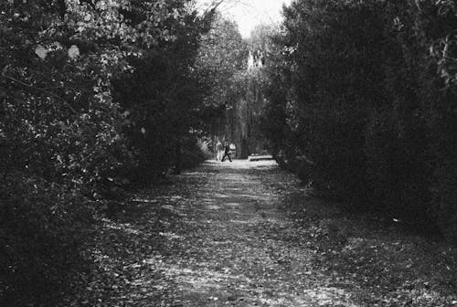 Free A Pathway Covered in Dry Leaves Stock Photo