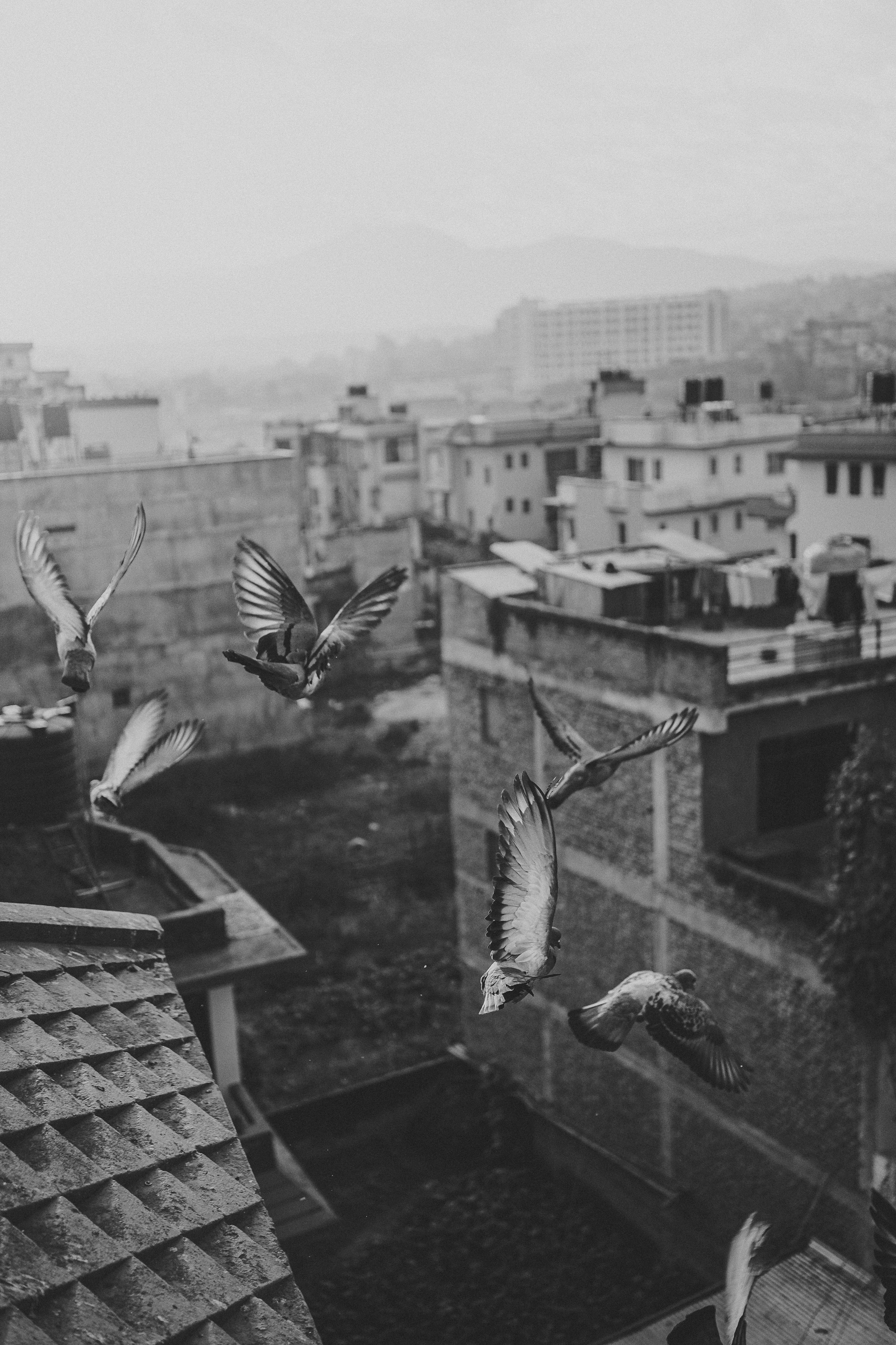 Monochrome image capturing pigeons flying over city rooftops.