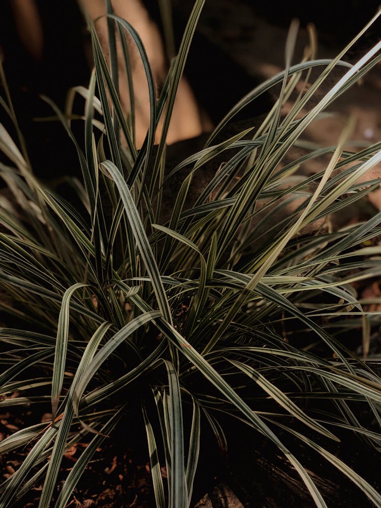 Close-up Of Green Plant In Pot