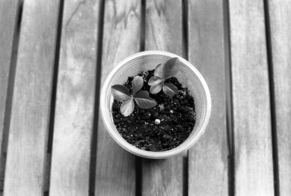Monochrome image of a potted plant growing on a wooden table, emphasizing growth and minimalism.