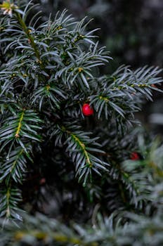 Detailed view of evergreen leaves and a bright red berry in a natural setting.