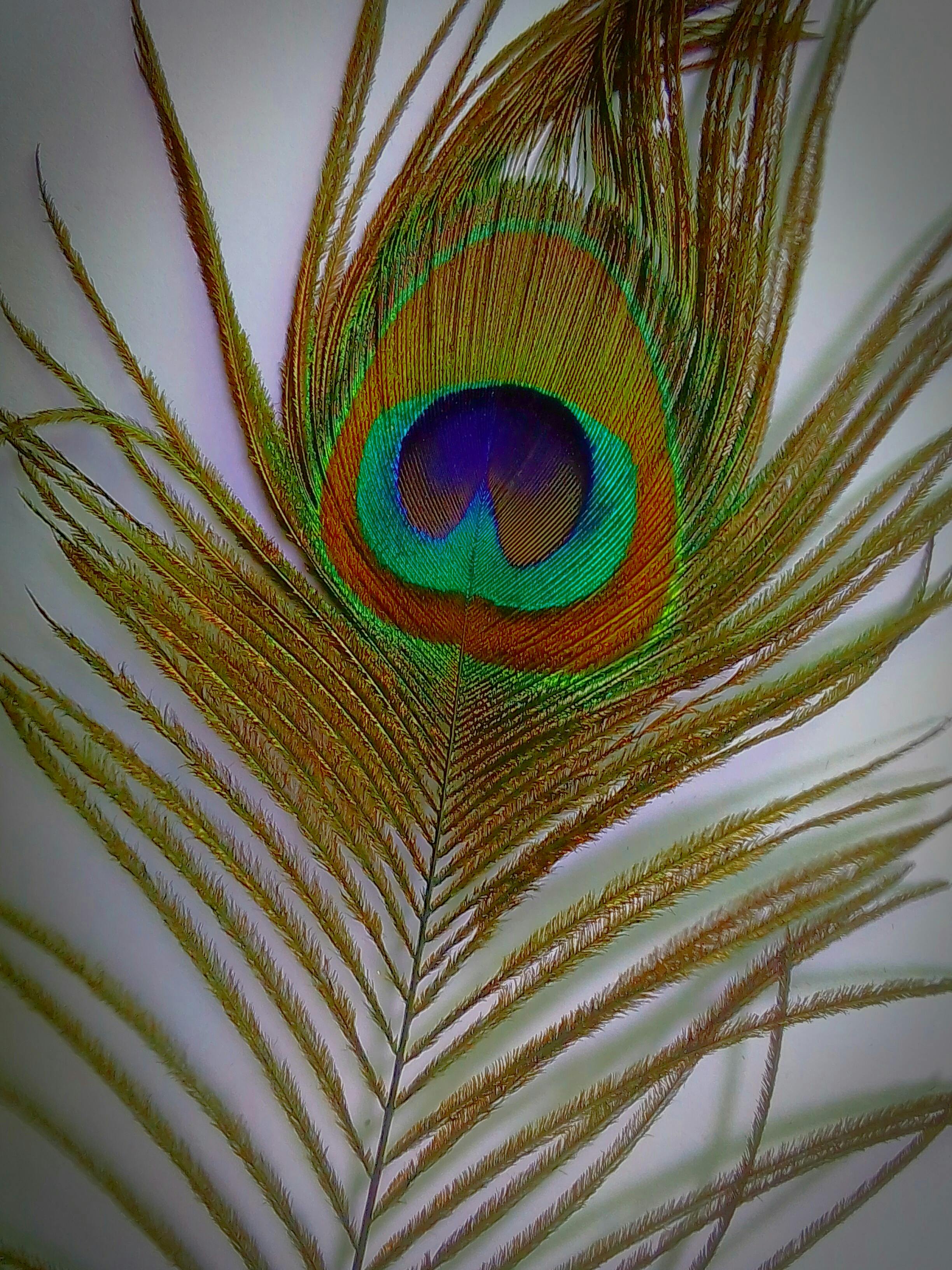 Free stock photo of peacock