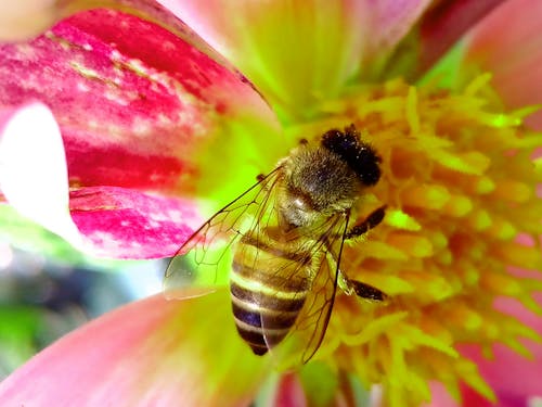 бесплатная Медоносная пчела сидит на розовом и желтом цветке с лепестками крупным планом Стоковое фото