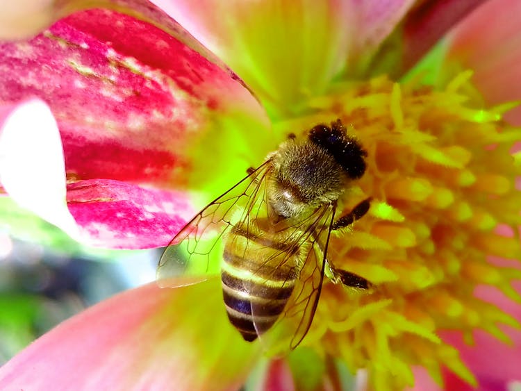 Honey Bee Perched On Pink And Yellow Petaled Flower Closeup Photography