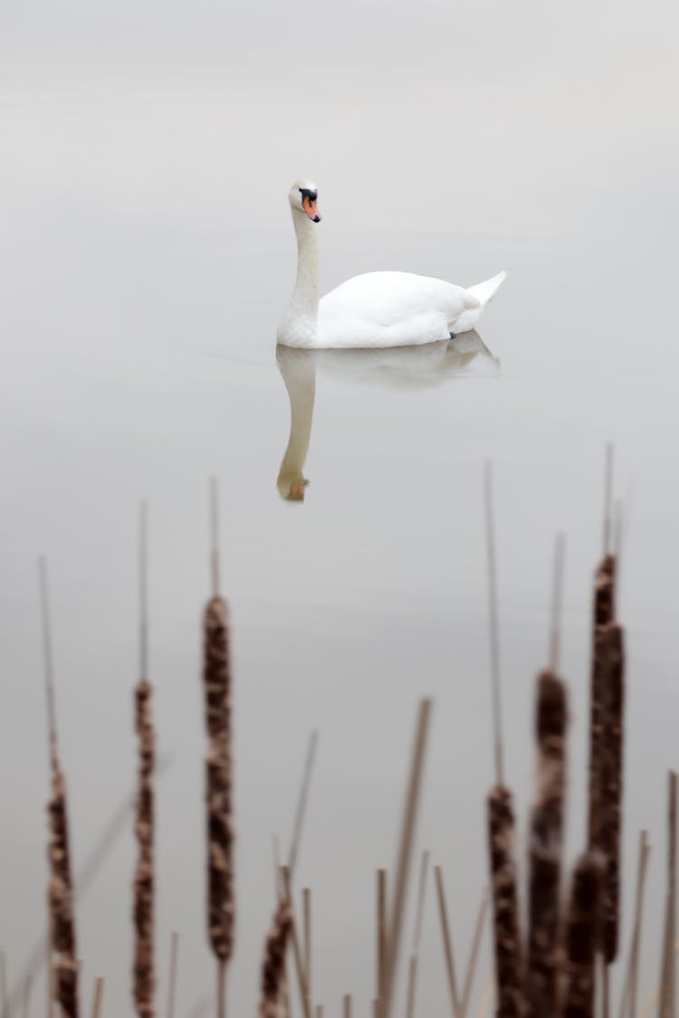 White Swan Swimming In Water