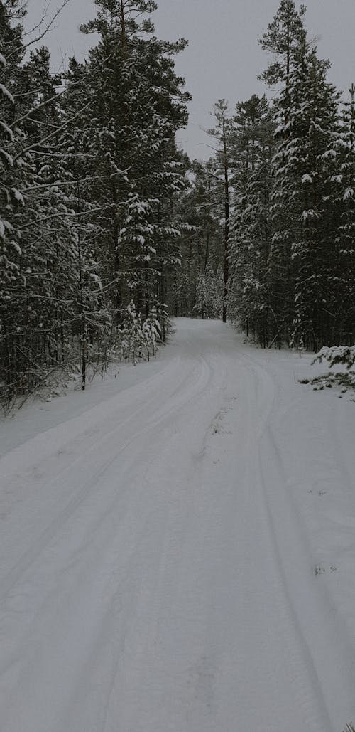 Snow Covered Road Between Trees