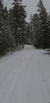 Serene snowy forest path enveloped by snow-covered trees, epitomizing winter's beauty.